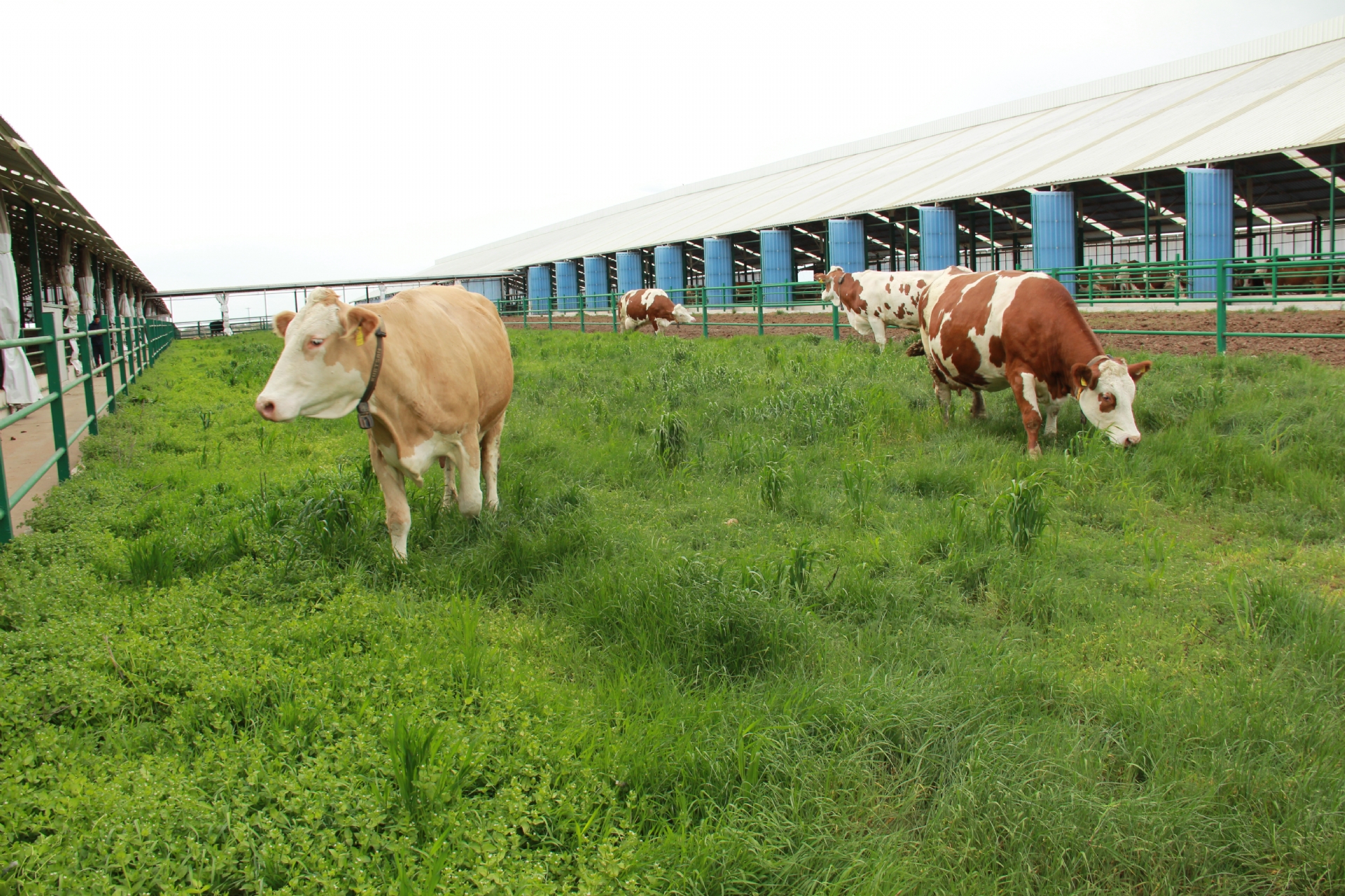 Herkül Çiftliği: Günlük Taze Doğal Süt | Simental İnek Sütü