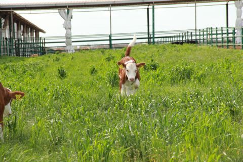 Herkül Çiftliği: Günlük Taze Doğal Süt | Simental İnek Sütü