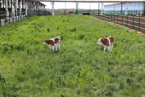 Herkül Çiftliği: Günlük Taze Doğal Süt | Simental İnek Sütü